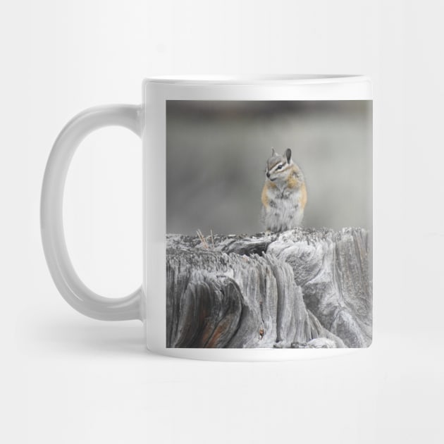 Alpine chipmunk, wildlife, gifts, cute as can be by sandyo2ly